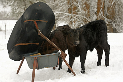 winter calves