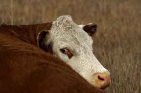 Grass-Fed RAnch Beef