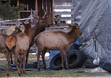 elk get into the haystack