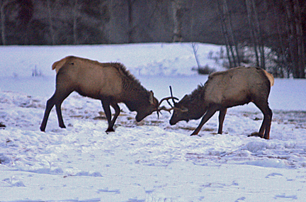 bull elk