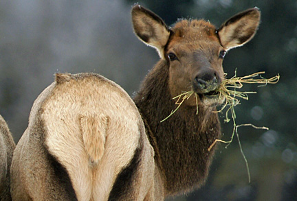 elk