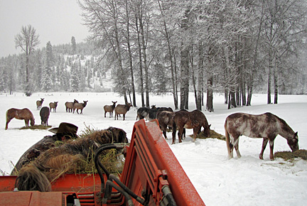 feeding chores