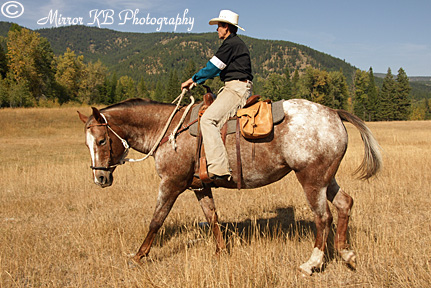 Tempo under saddle