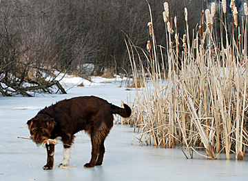 Otter fetching cattail