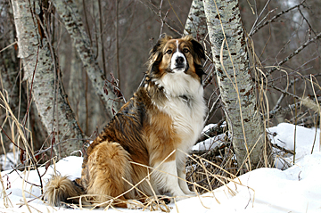 English Shepherd