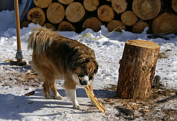 Sage picking wood