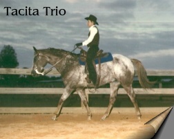 Mirror KB Appaloosa Horse Ranch - Appaloosa horse show