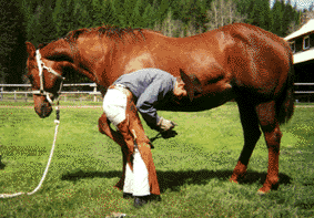 Mirror KB Appaloosa Horses - horse care